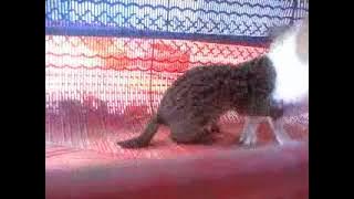 Mencari Sesedot Susu