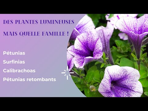 Vidéo: Calibrachoa : pousse à partir de graines. Fleurs de jardin Calibrachoa : plantation et entretien