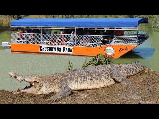 where do you find crocodiles in australia