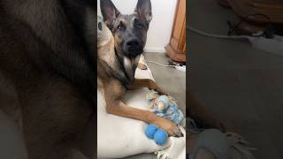 JE MANGE LA PETITE FILLE ?humour dog malinois