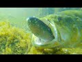 Bass Attacking Big Swimbaits!! Epic Underwater Footage!!