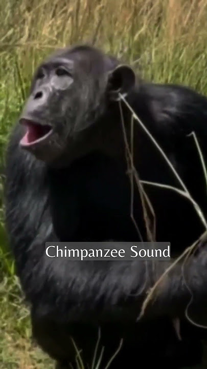 CHIMPANZEE SOUND | natureXploration #shorts #ytshorts #animalsounds