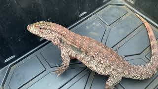 Red Tegu Eggs (High White)