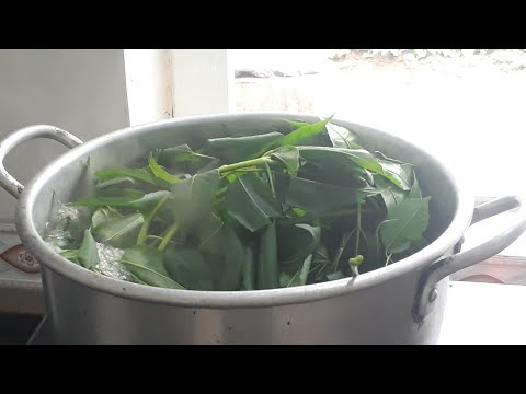 Chữa Bệnh Ghẻ Lở Cho Chó Bằng Lá Cây Và Muối
