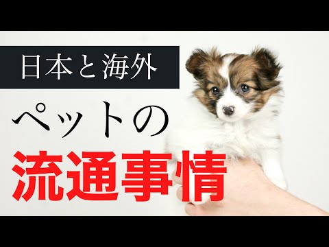 子犬・子猫の流通問題について【日本と海外の違いについても解説】