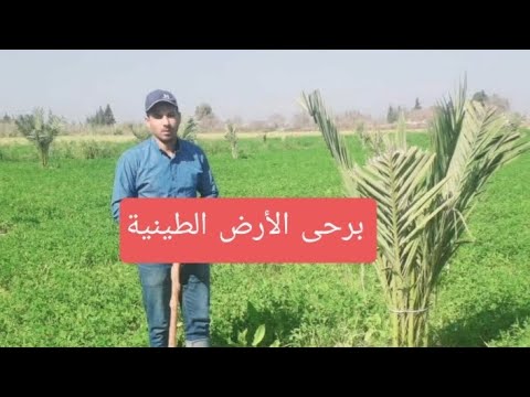 نجاح النخيل البرحى فى الأرض الطينية