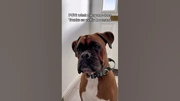 Funny Boxer Dog Shorts Funny Boxerdog Puppy 