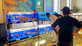 This Is The BEST Exotic Fish Selection I've Ever Seen! *Tour*