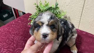 Louie, Blue-eyed merle mini Bernedoodle