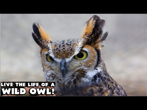 Owl Simulator - By Gluten Free Games -Compatible with iPhone, iPad, and iPod touch. Android App