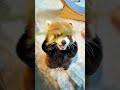 ふと見上げた先に、ちっちゃな子がにっこり笑って手を振っていても、怖がらないでください。実はただ、美味しいものを少しおねだりしたいだけなのです！