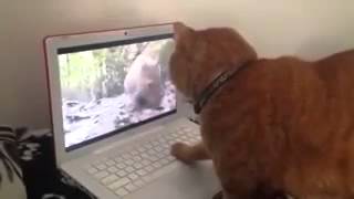 Смотреть бесплатно приколы про животных 2015 Смотреть бесплатно приколы про животных 2015