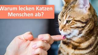 Warum lecken Katzen Menschen ab? | Katzen Tipps