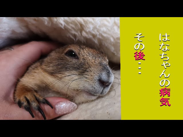 はなちゃんの病気とその後