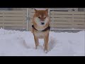 みんなが雪に苦戦するなか柴犬ハチだけ様子がおかしい。。