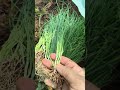 Arka Yogita variety of onion #onioncultivation #arkayogita