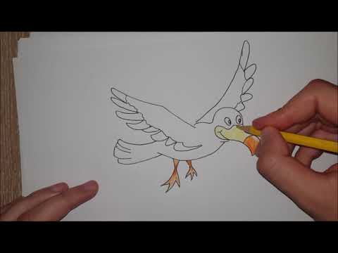 Kako nacrtati Galeba/How to draw a cute cartoon Seagull simple tutorial - YouTube