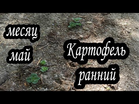 Посадка раннего картофеля . Продолжение.