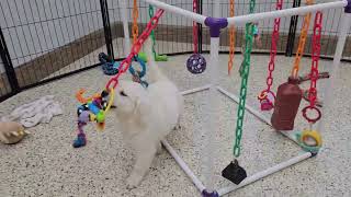 Jingle English Cream Golden Retriever Puppy 