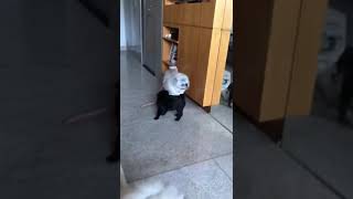 Gin , meu pug preto levando a Maria (irmãe) para passear