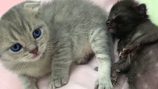 Foster kitten's best friend that he loves to fall asleep with