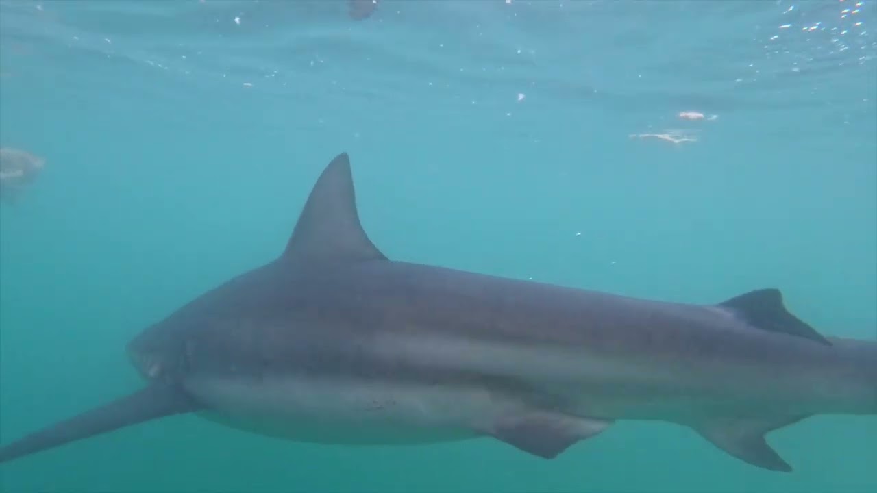 2025-03-02 Shark Diving in Gansbaai, South Africa