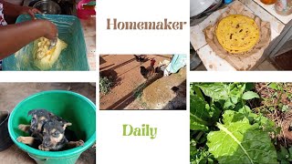 HOMEMAKER DAILY/FARMING/COOKING PUMPKIN CHAPATI/GHEE MAKING/BUTTER MAKING #homemakingmotivation