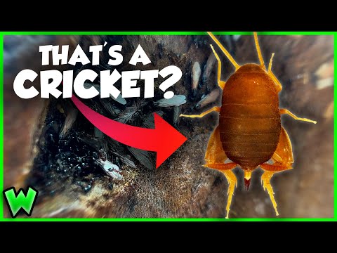 The Strangest Insect You've Never Heard Of - The Ant Cricket