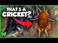 The Strangest Insect You've Never Heard Of - The Ant Cricket
