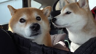 実家の柴犬を急遽、連れ出しました。