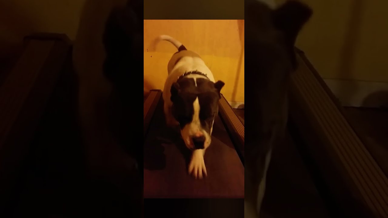 American Bully Training Ddk9 Americanbully Merletribully Dogbreed Pitbull