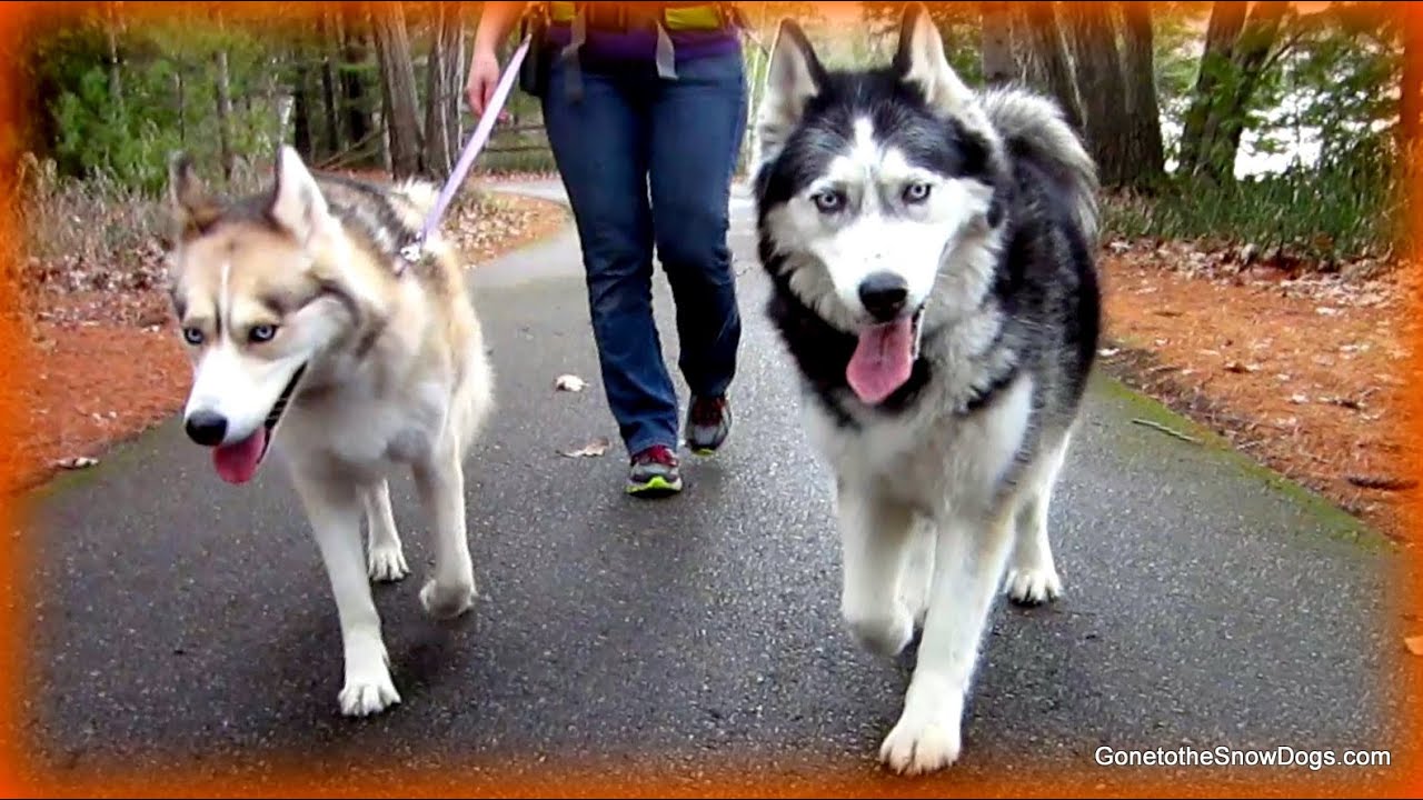 Hands Free Dog Walking Leash Belt 