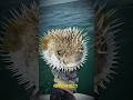 Wow! These animals will amaze you with their behaviors #shorts #wildlife #nature #birds