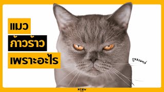 Aggressive Cat: Causes And Solutions