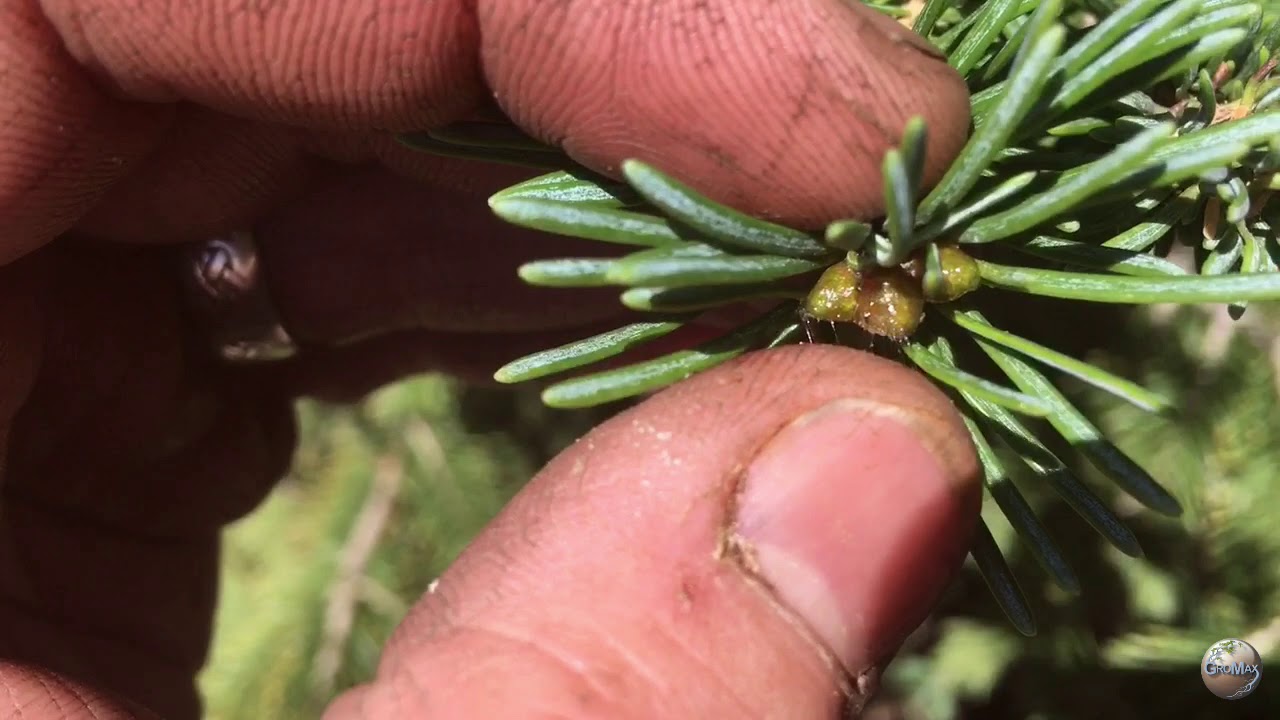 How to protect buds from frost damage