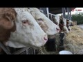 Yakutian cattle - Video Learning - WizScience.com - YouTube