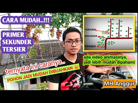 Video: Bagaimana cara mengetahui apakah anggur itu ringan?