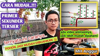 Cara pembentukan tajuk anggur #pohon #anggur sistem tralis || MH Anggur || @MhAnggurChannel