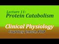 Protein Catabolism (Clinical Physiology, Lecture 11)