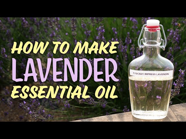 How to Make Essential Oils | Steam Distilling Lavender Essential Oil class=