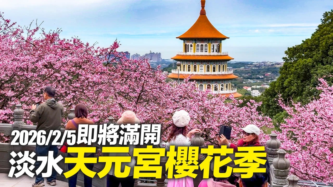 新北淡水天元宮櫻花季2026/2/5即將滿開｜4K HDR｜Taiwan Cherry blossoms - TianYuen Temple, Tamsui, New Taipei