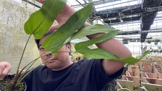 寒暖差がある場合、熱帯植物の生育は良いのか