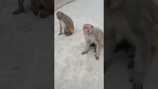 #monkey #funny #comedy #vlogs
