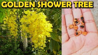 HOW TO GROW AMALTAS TREE FROM SEED, CASSIA FISTULA, GOLDEN SHOWER TREE - Sprouting Seeds