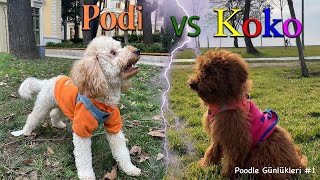 Podi & Koko İle Bir Günümüz | Sevimli Canavarlar!!! | PoodleGünlükleri#1