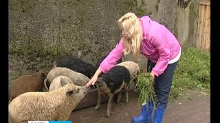 Венгерские свиньи обживаются в Карелии(Венгерские свиньи в Карелии. Эту редкую породу хрюшек в нашу республику завезли фермеры из Санкт-Петербург..., 2015-09-23T20:11:54.000Z)