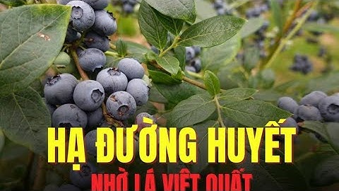 Bất ngờ với loại lá hỗ trợ hạ đường huyết hiệu quả | Báo Lao Động