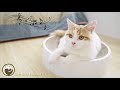 Relaxing Music for Anxious Cats (with cat purring sounds)