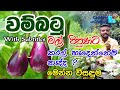 how to pollinate eggplant වම්බටු මල් පිපුනට කරල් හැදෙන්නෙ නැද්ද gewathu wagawa