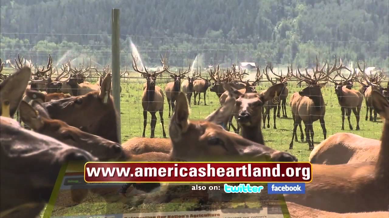 Elk and Bison Ranch Ranching RoundUp American's Heartland YouTube